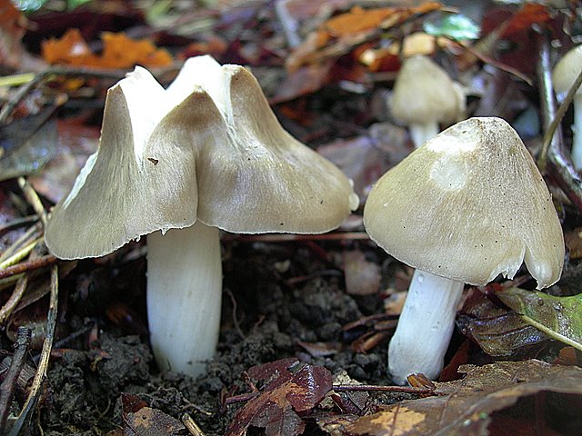 Hygrocybe  fornicata  (Fr.)   Singer